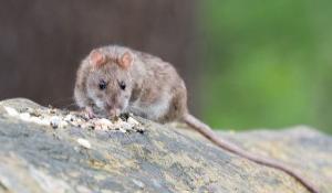 Jakie choroby mogą nam "sprzedać" szczury?