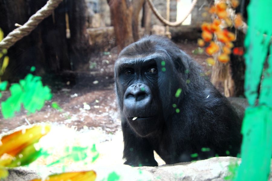 Nowe gorylice w Warszawskim ZOO