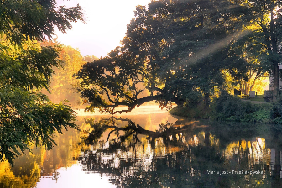 Krzywe Drzewo z Szydłowca z szansą na tytuł Europejskiego Drzewa