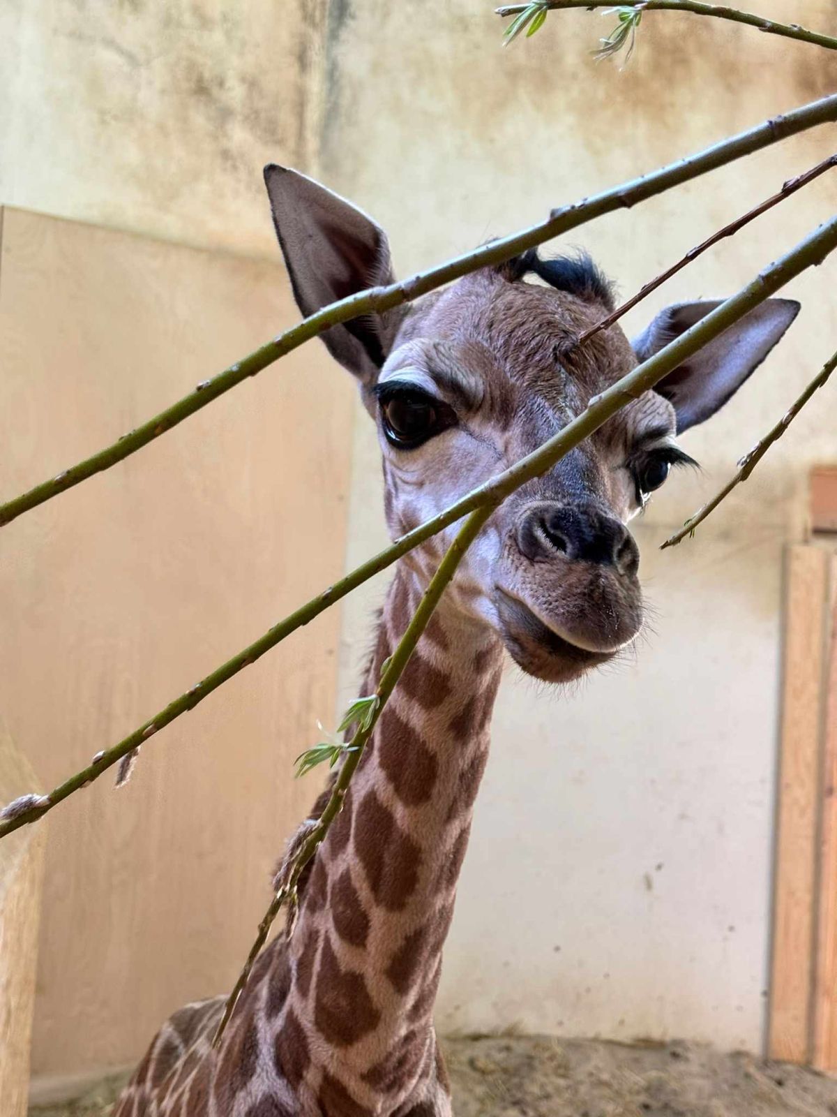 Warszawskie ZOO - Kolejne narodziny w Żyrafiarni